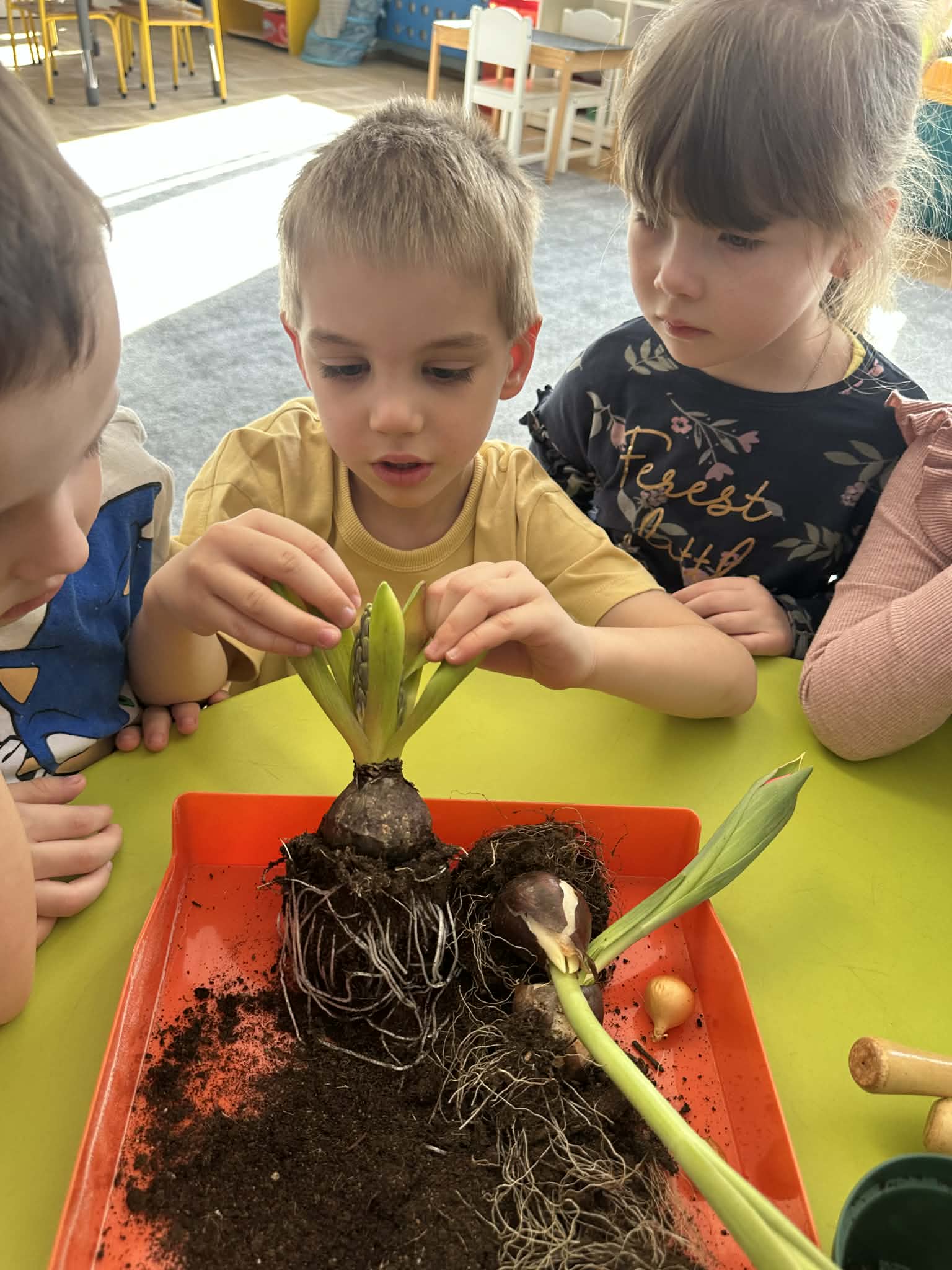 You are currently viewing Realizacja projektu „Ogródek na parapecie” u Tropicieli